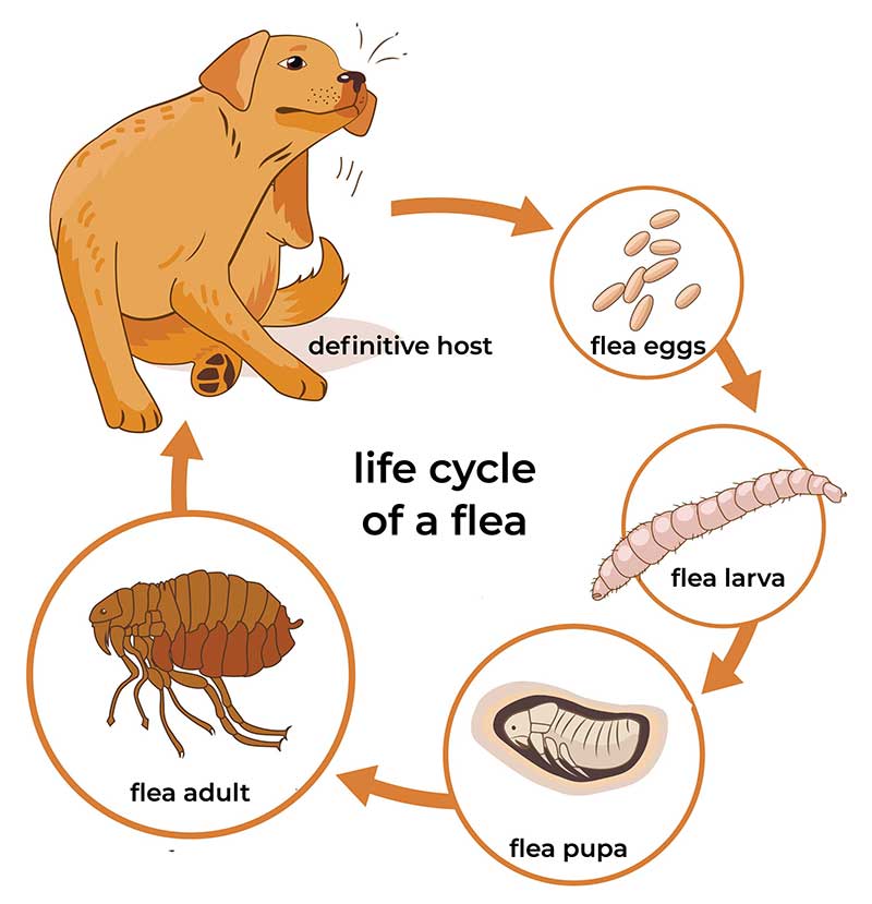 Life Cycle Of Fleas 